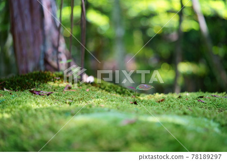 May Moss Garden, Akishino Temple 13 78189297