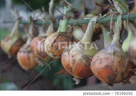 Onions harvested in the vegetable garden 78190292