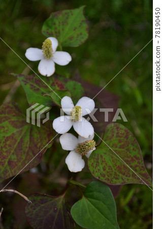 Dokudami花 Dokudami花 78190450