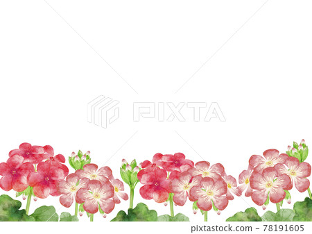 Geranium flower background frame watercolor illustration 78191605