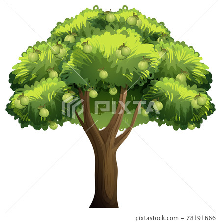 Guava fruit tree in cartoon style isolated on white background 78191666