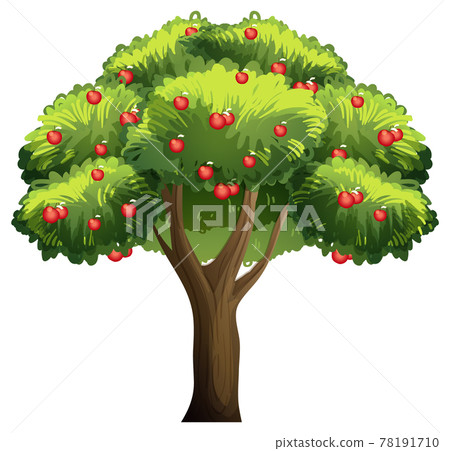 Apple tree isolated on white background - Stock Illustration [78191710 ...