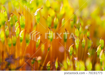 Beautiful moss close up Beautiful moss close up 78191773