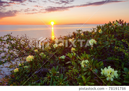 Beautiful summer landscape with dawn over the river and blooming rhododendron flowers. 78191786