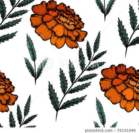Seamless pattern with colorful botanical sketch of marigold flowers and branch with leaves. Vector textile with floral natural drawing. Fabric with outline pencil image Seamless pattern with colorful botanical sketch of marigold flowers and branch with leaves. Vector textile with floral natural drawing. Fabric with outline pencil image 78191840