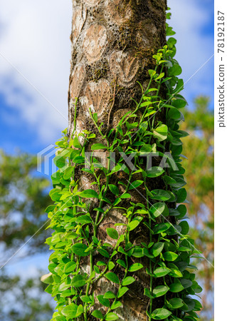 Amami Oshima_Parasitic plants that wrap around tropical trees Amami Oshima_Parasitic plants that wrap around tropical trees 78192187