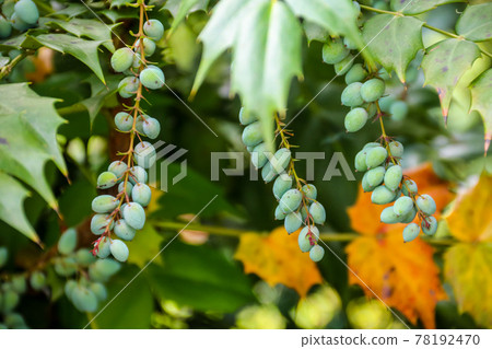 Oval berries of mahonia (oregon grape) 78192470