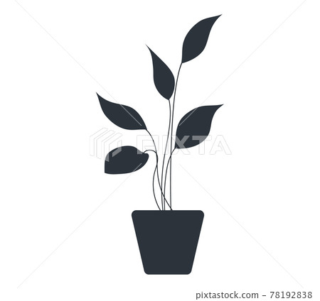 Decorative black plant with long leaves in ceramic pot, pot with houseplant. Home interior plant Decorative black plant with long leaves in ceramic pot, pot with houseplant. Home interior plant 78192838