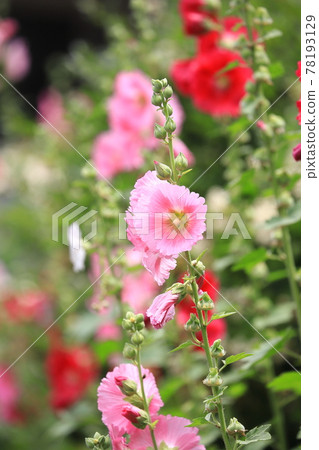 Tatiaoi in full bloom 78193129