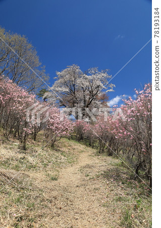 Akagiyama palm otter and cherry blossoms 78193184