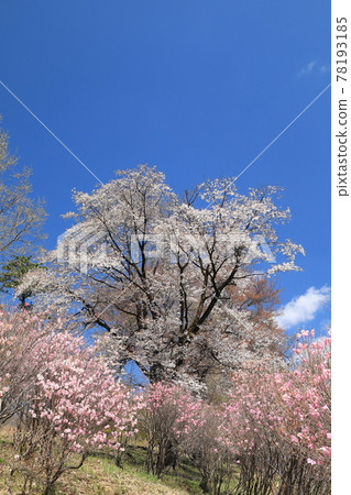 Akagiyama palm otter and cherry blossoms 78193185