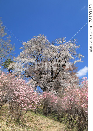 Akagiyama palm otter and cherry blossoms 78193186
