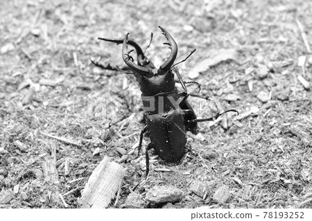 Insect battle stag confrontation 78193252
