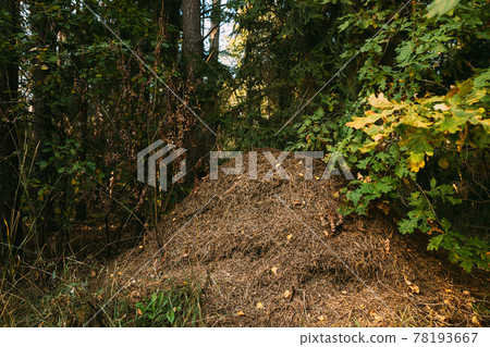Red Forest Ants (Formica Rufa) In Anthill Under Pine Tree. Red Ant Colony Red Forest Ants (Formica Rufa) In Anthill Under Pine Tree. Red Ant Colony 78193667