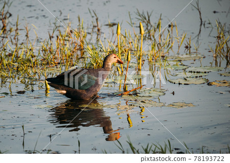 Goa, India. Grey-headed Swamphen Bird In Morning Looking For Food In Swamp. Porphyrio Poliocephalus 78193722