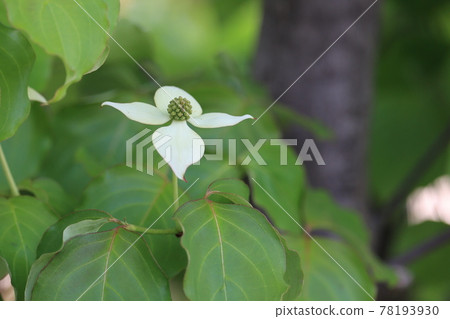 White flowers blooming on the tree White flowers blooming on the tree 78193930