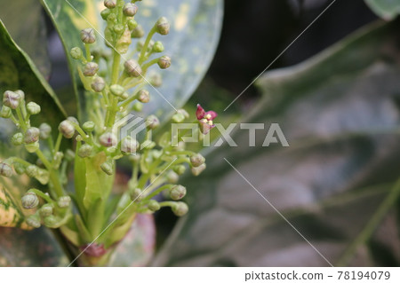 Aoki flower taken in close-up 78194079