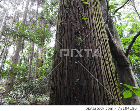 Mountainside road plant vine Mountainside road plant vine 78194180
