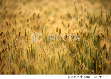 A day when wheat is ripening, a view of a barley field 78194198