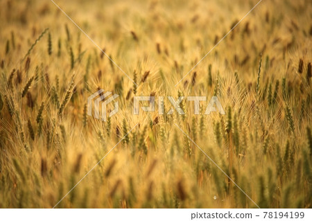 A day when wheat is ripening, a view of a barley field 78194199