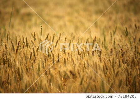 A day when wheat is ripening, a view of a barley field A day when wheat is ripening, a view of a barley field 78194205