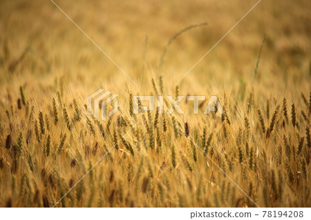 A day when wheat is ripening, a view of a barley field A day when wheat is ripening, a view of a barley field 78194208