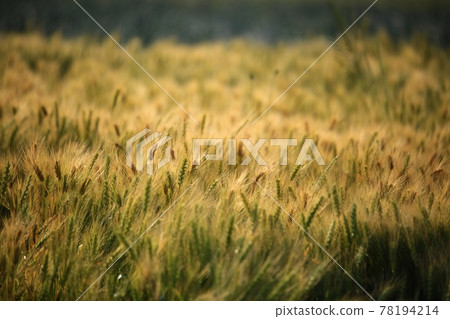 A day when wheat is ripening, a view of a barley field 78194214