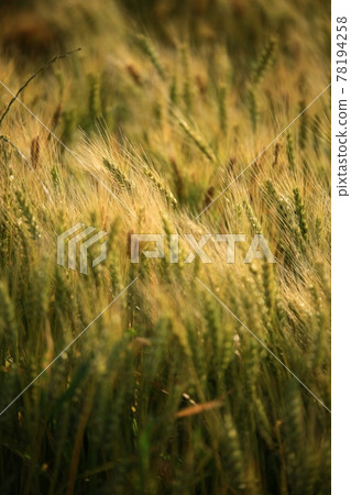A day when wheat is ripening, a view of a barley field A day when wheat is ripening, a view of a barley field 78194258