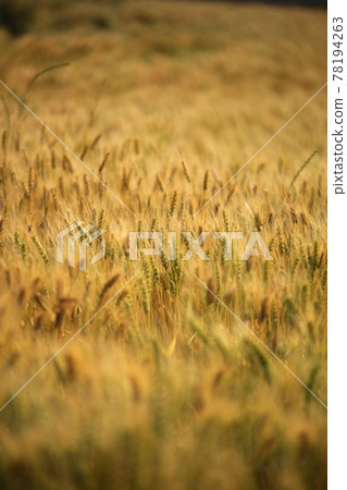 A day when wheat is ripening, a view of a barley field 78194263