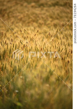 A day when wheat is ripening, a view of a barley field 78194264