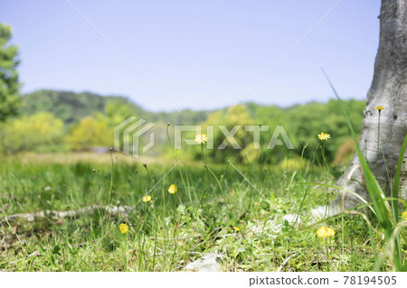 Yellow flatweed flowers blooming in the park [Landscape] 78194505