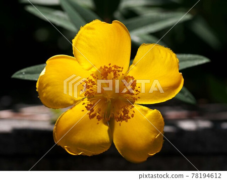 黃燈籠? (逆光透明的金絲桃花) 黃燈籠? (逆光透明的金絲桃花) 78194612