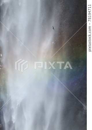 House martin flying around Kegon Falls House martin flying around Kegon Falls 78194711