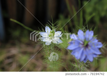 Nigella (Nigella) flowers blooming in the spring garden 78194742