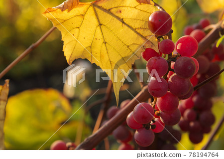 clusters of a pink ripe vinogorad on a background of yellow leaves of a vineyard 78194764