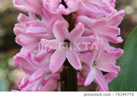 Hyacinth flower taken in close-up Hyacinth flower taken in close-up 78194778