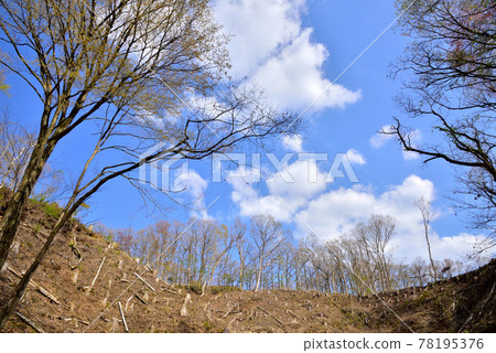 Oku Kurokawa Onsen Forest, where tourism development is progressing, deforestation, environmental destruction, Oku Kurokawa Onsen, Minamioguni Town, Kumamoto Prefecture 78195376