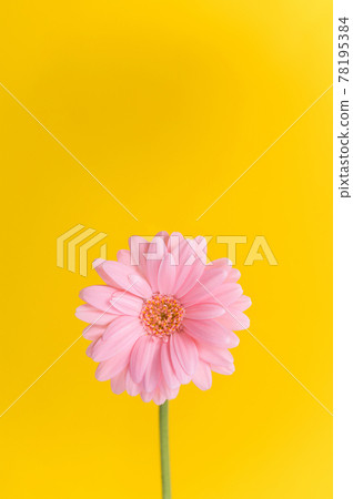 雛菊 78195384