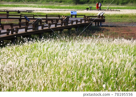 Natural Ecological Park, Sinan Jeungdo Natural Ecological Park, Sinan Jeungdo 78195556