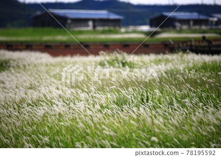 新安曾島自然生態公園 78195592