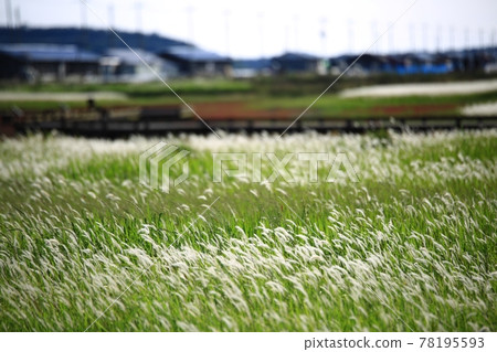 新安曾島自然生態公園 新安曾島自然生態公園 78195593