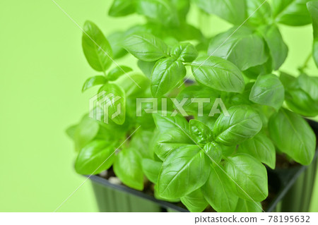 羅勒,一種流行的園藝草本植物。用於植物、葉子和烹飪的羅勒。 羅勒,一種流行的園藝草本植物。用於植物、葉子和烹飪的羅勒。 78195632