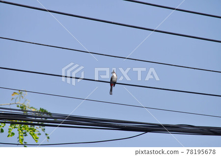Red-whiskered bulbul,Red whiskered bulbul bird Red-whiskered bulbul,Red whiskered bulbul bird 78195678