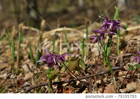 Lily flower Lily flower 78195783