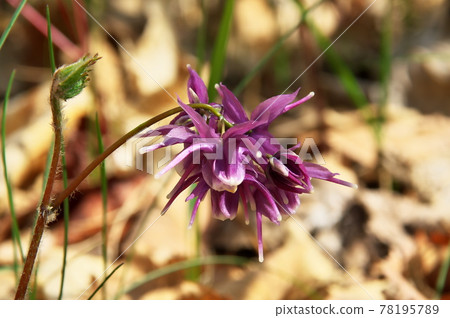 百合花 78195789
