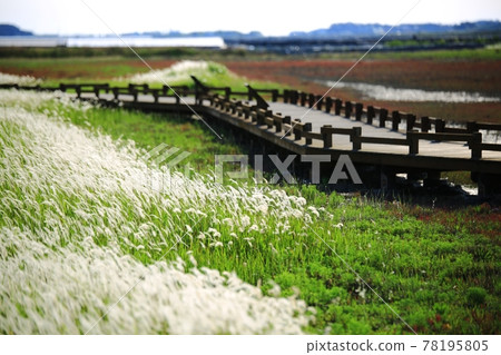 自然生態公園、濕地景觀 78195805
