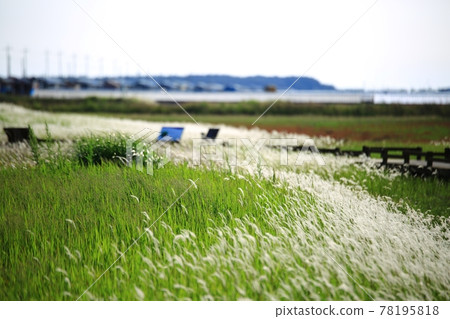 自然生態公園、濕地景觀 78195818