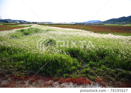 Natural Ecological Park, Wetland Landscape Natural Ecological Park, Wetland Landscape 78195827