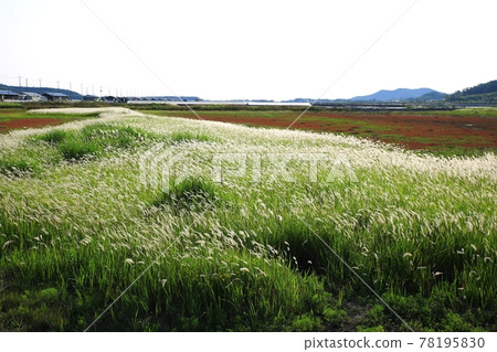 自然生態公園、濕地景觀 自然生態公園、濕地景觀 78195830