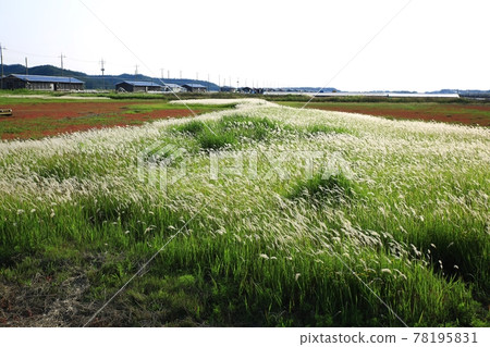 自然生態公園、濕地景觀 78195831